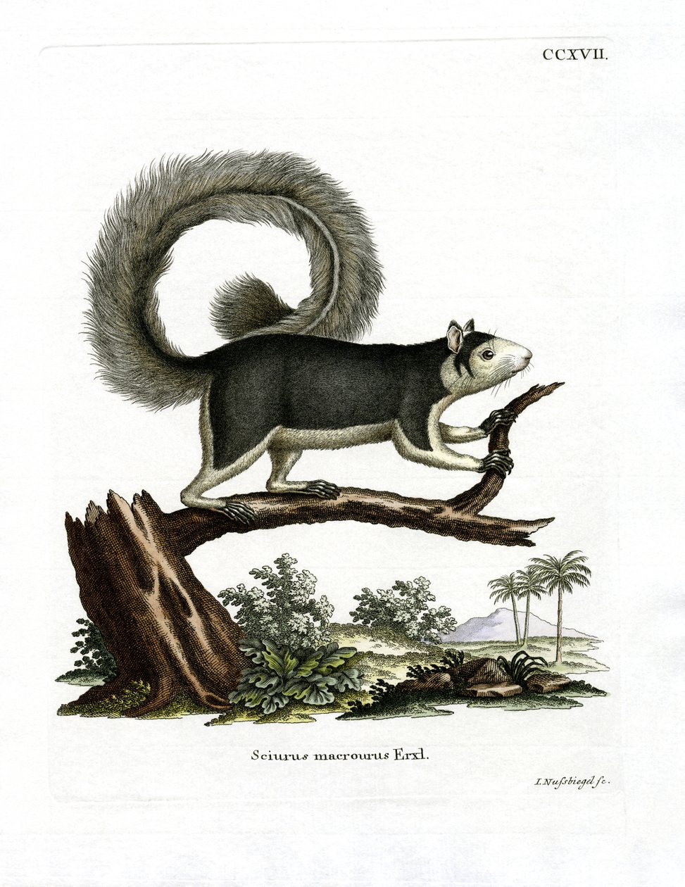 Graues Rieseneichhörnchen von German School