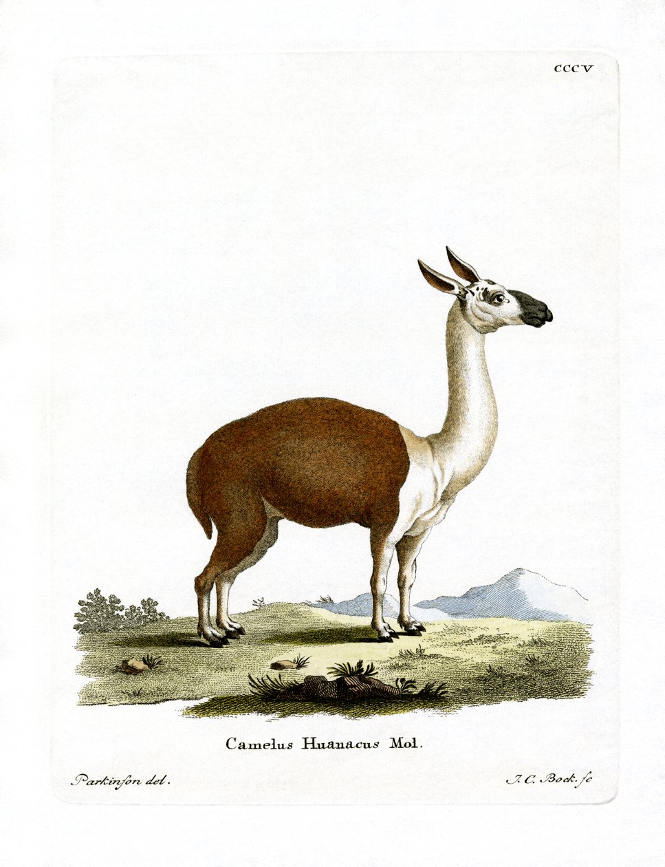 Guanako von German School