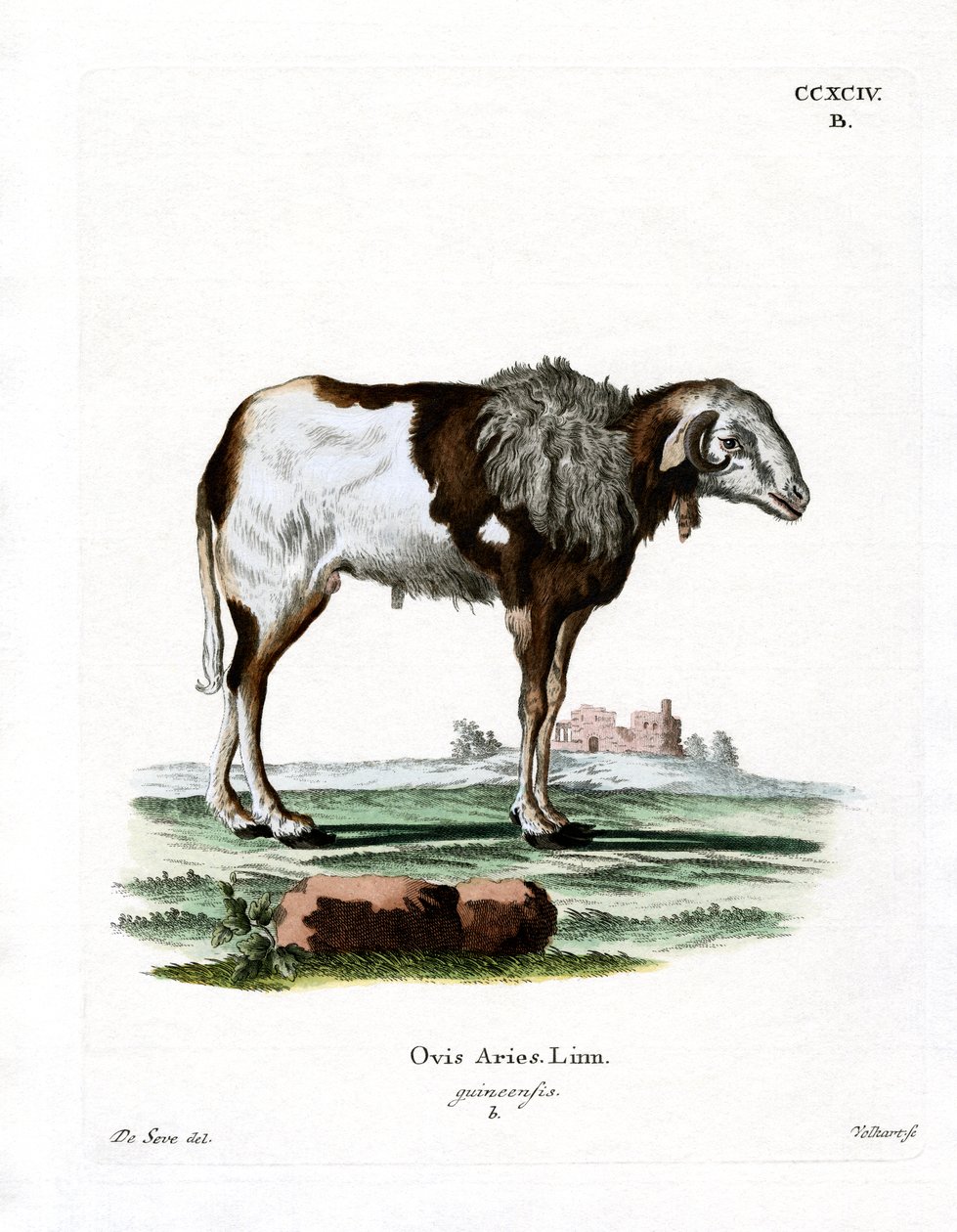 Guineaschaf von German School