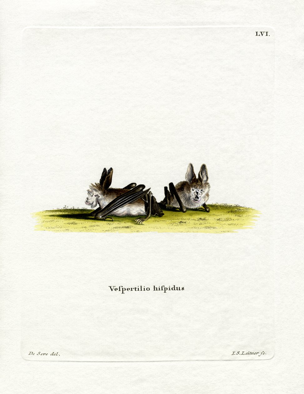 Haariger Schlitznasenfledermaus von German School