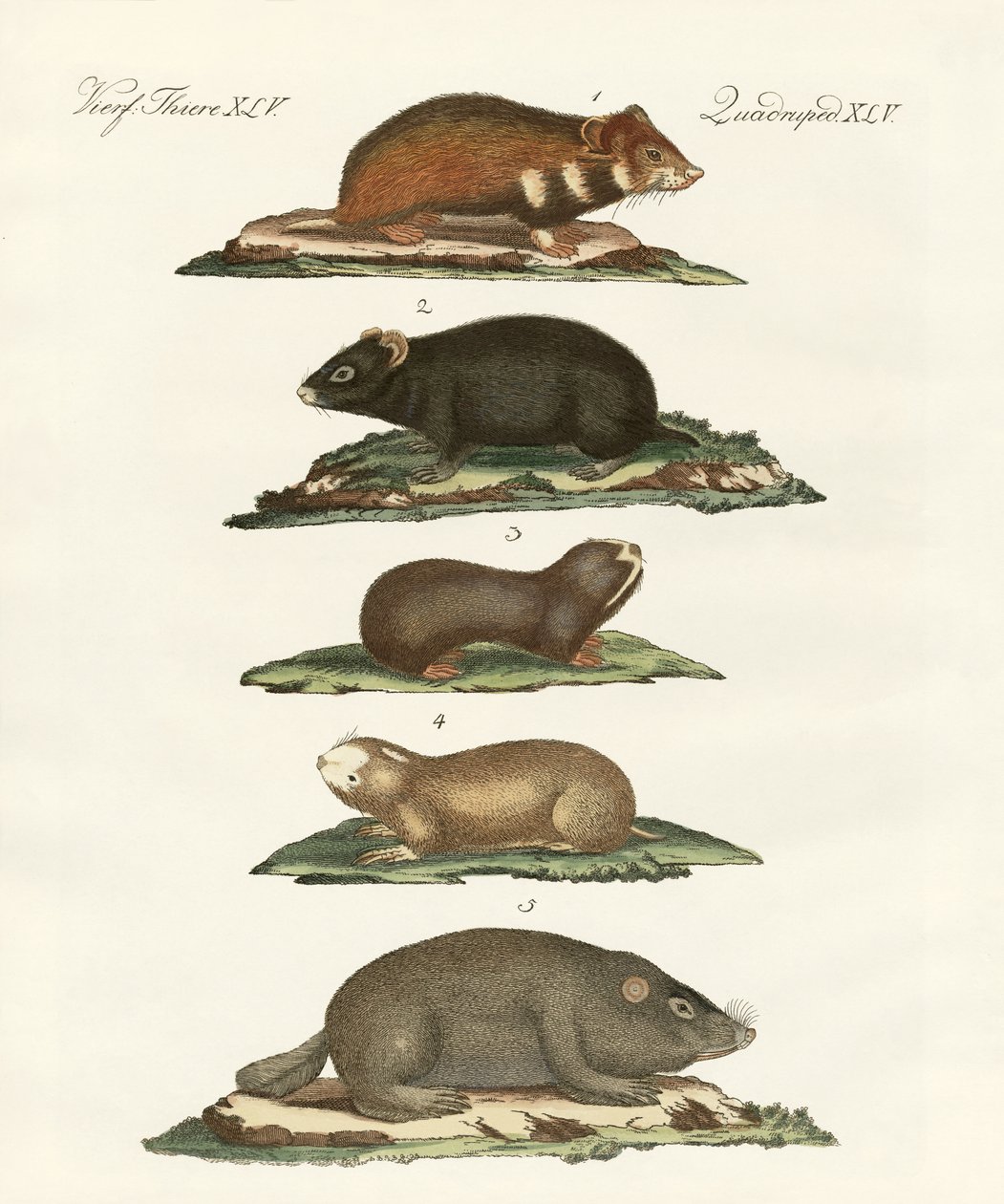 Hamster und Feldmäuse von German School