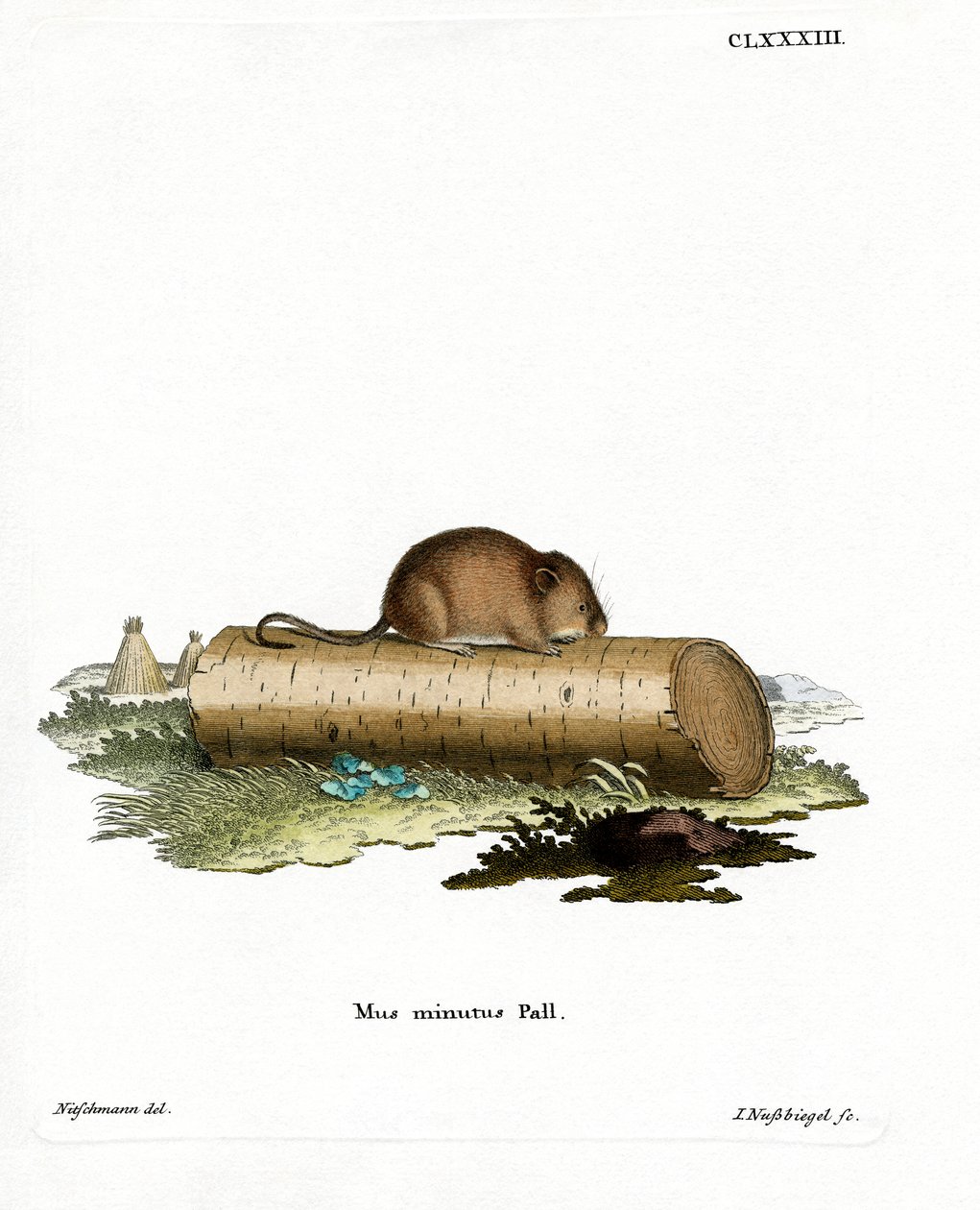 Erntemaus von German School