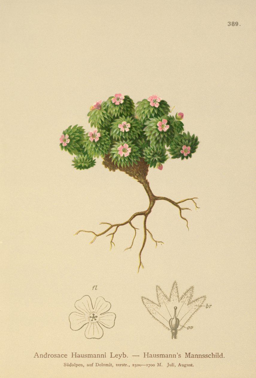 Hausmanns Mannsschild (Androsace Hausmannii) von German School