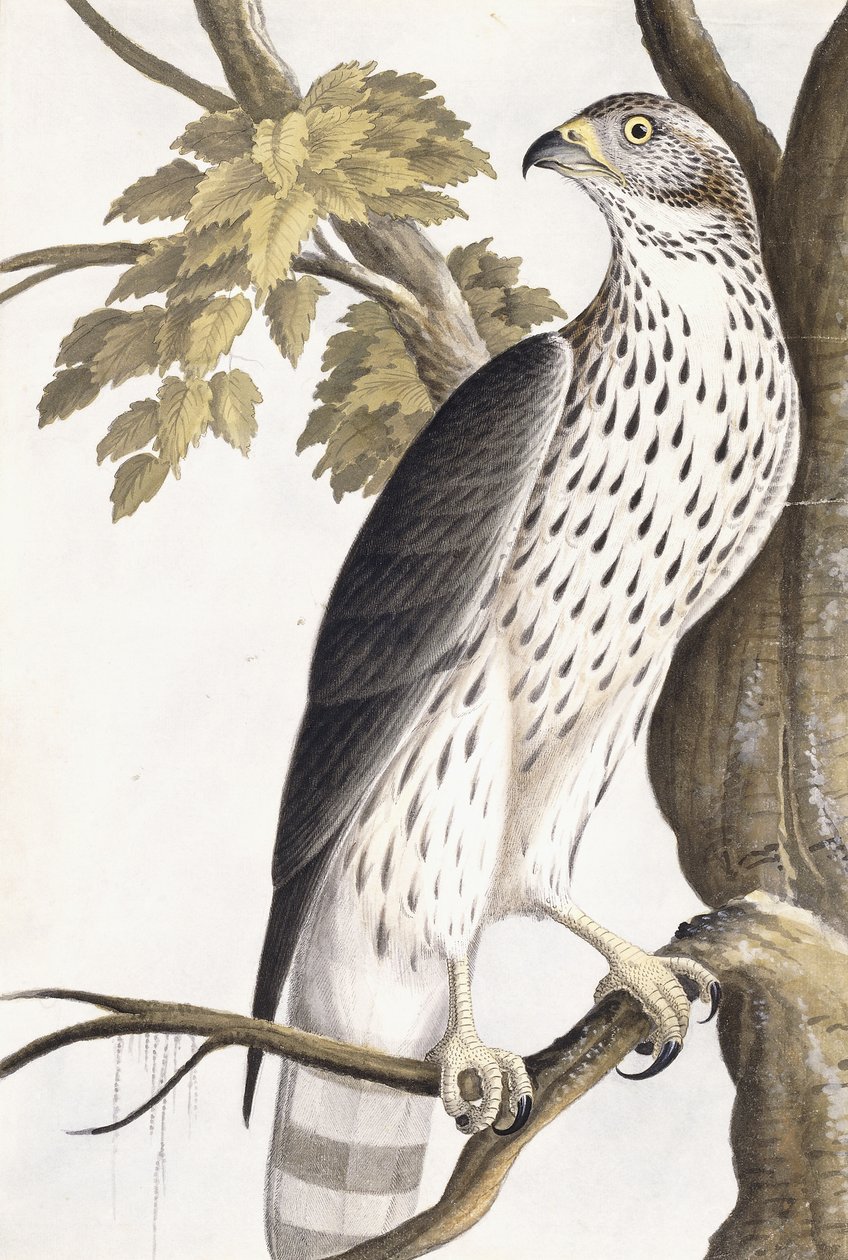 Falke, 1750-1800 von German School