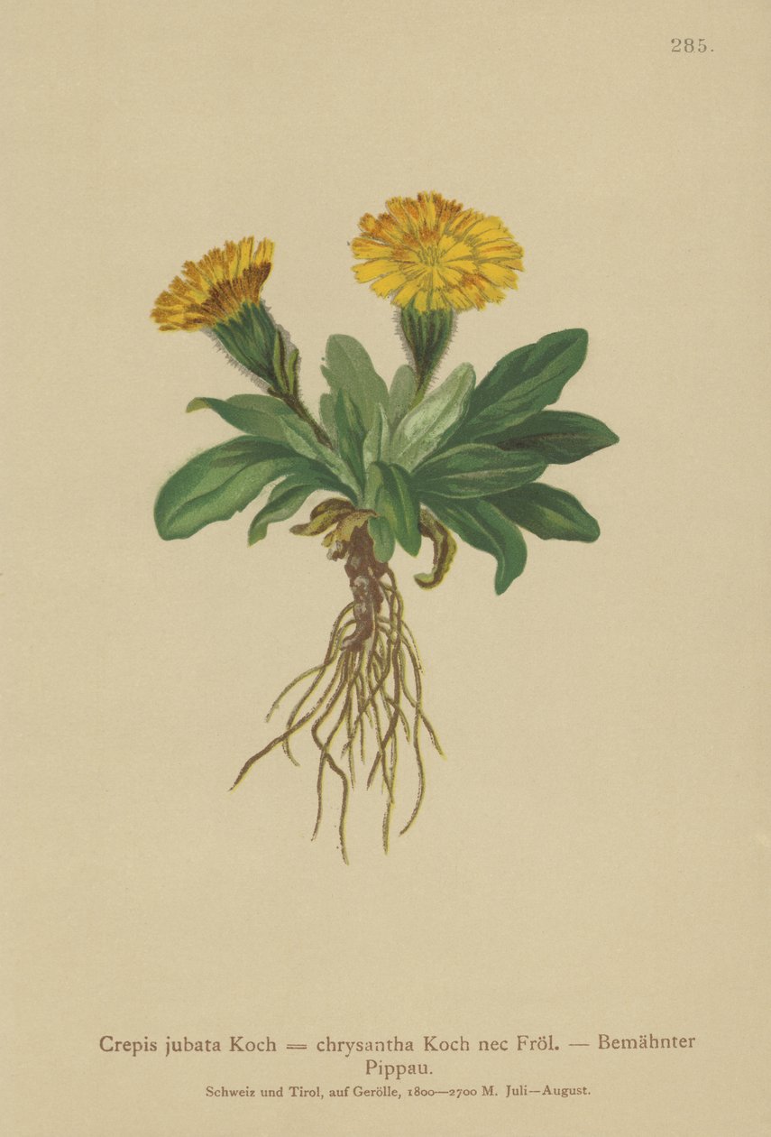 Greiskraut von German School