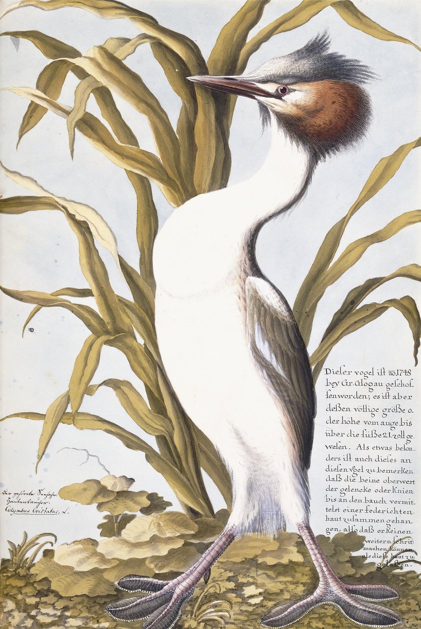 Reiher, 1750-1800 von German School
