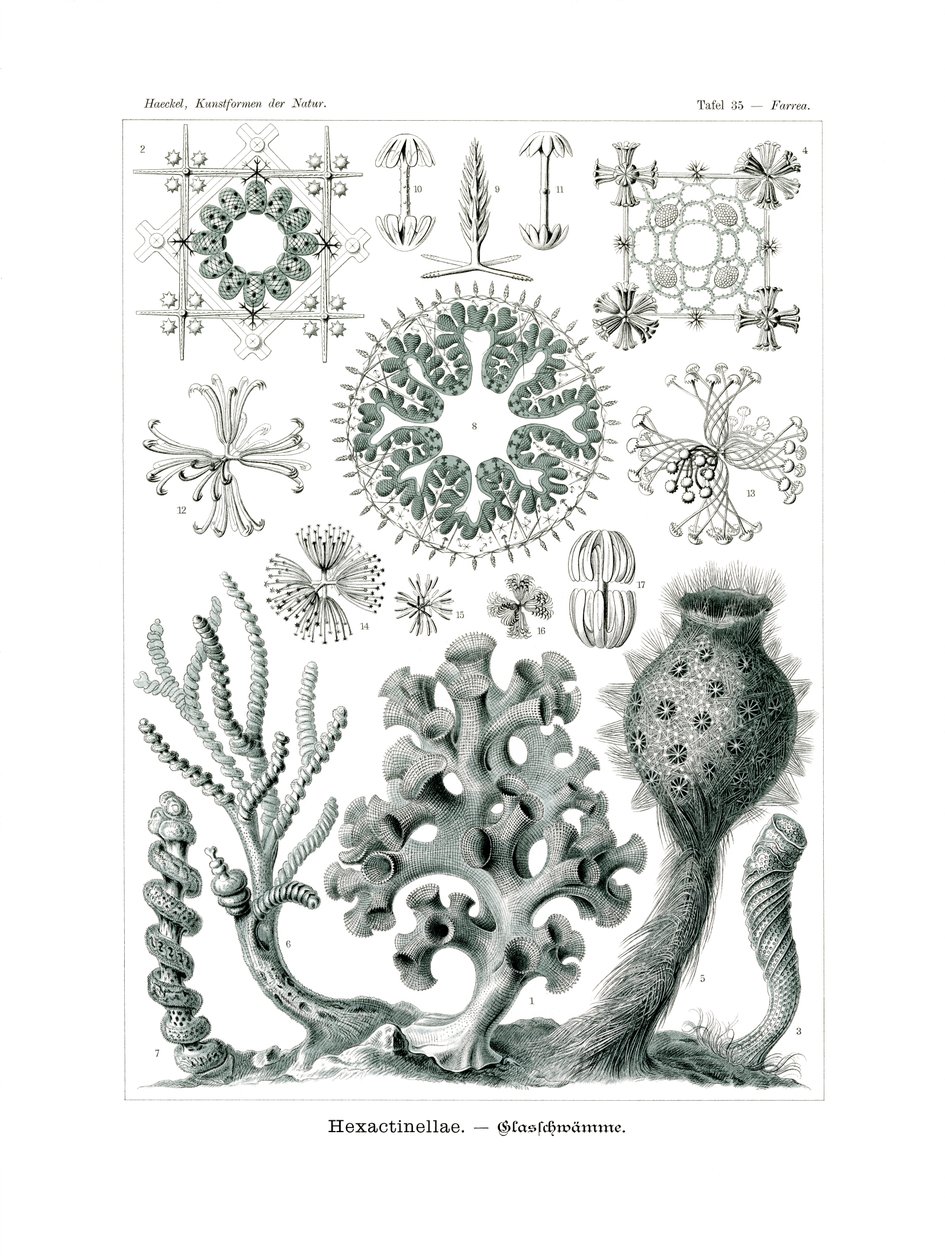Hexactinellae von German School