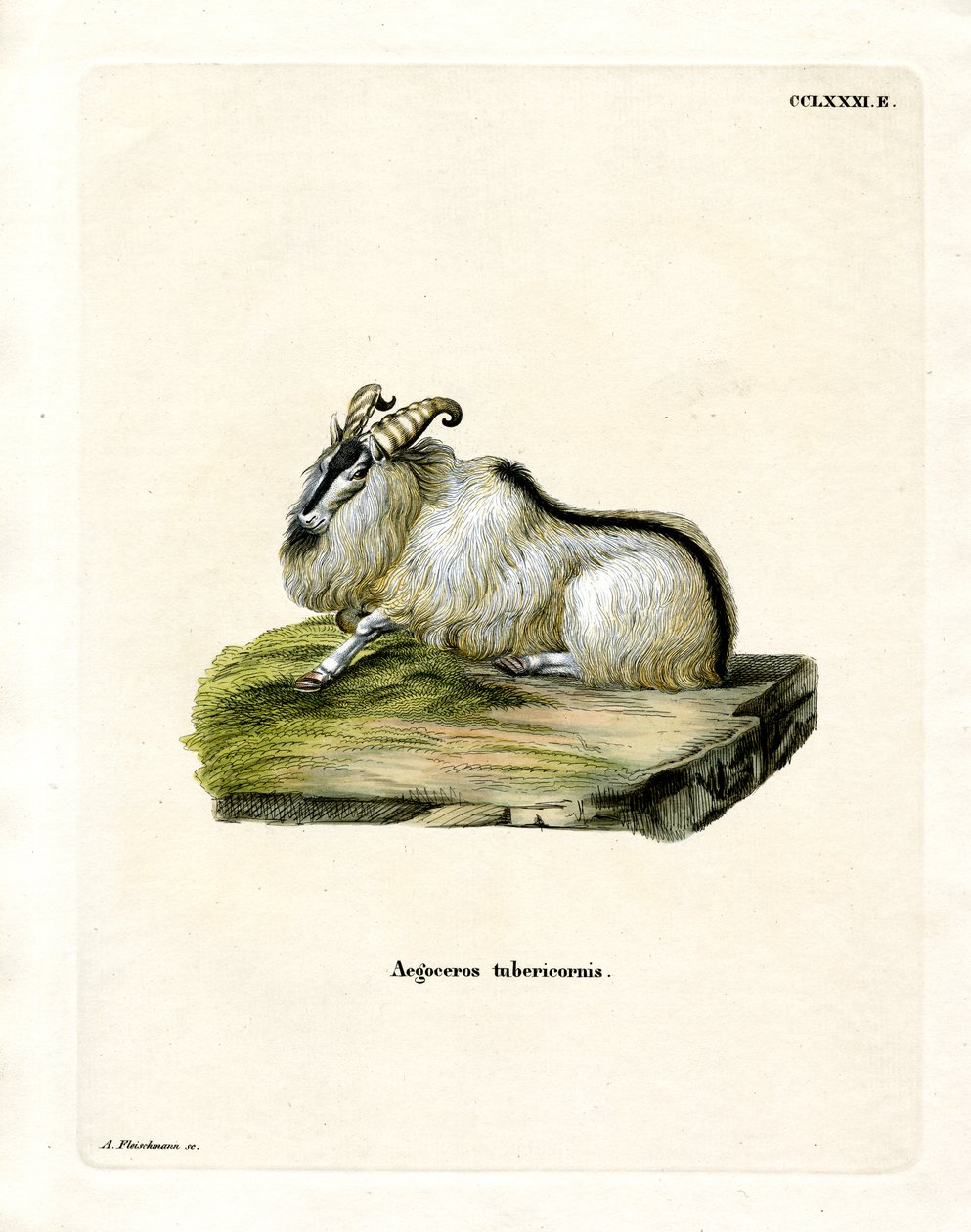 Himalaya-Tahr von German School
