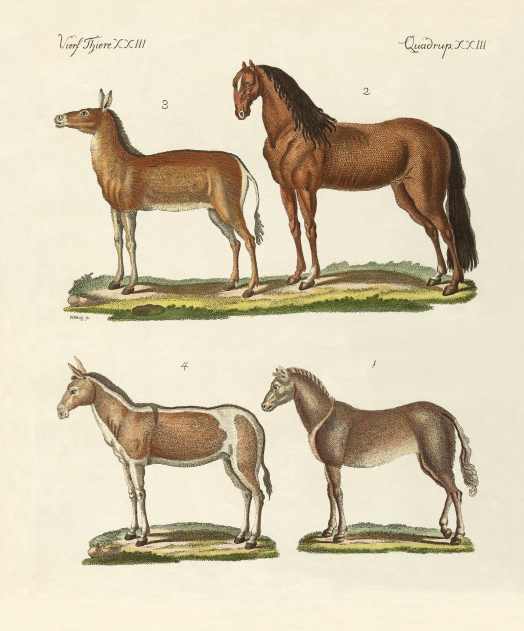 Pferde und Esel von German School