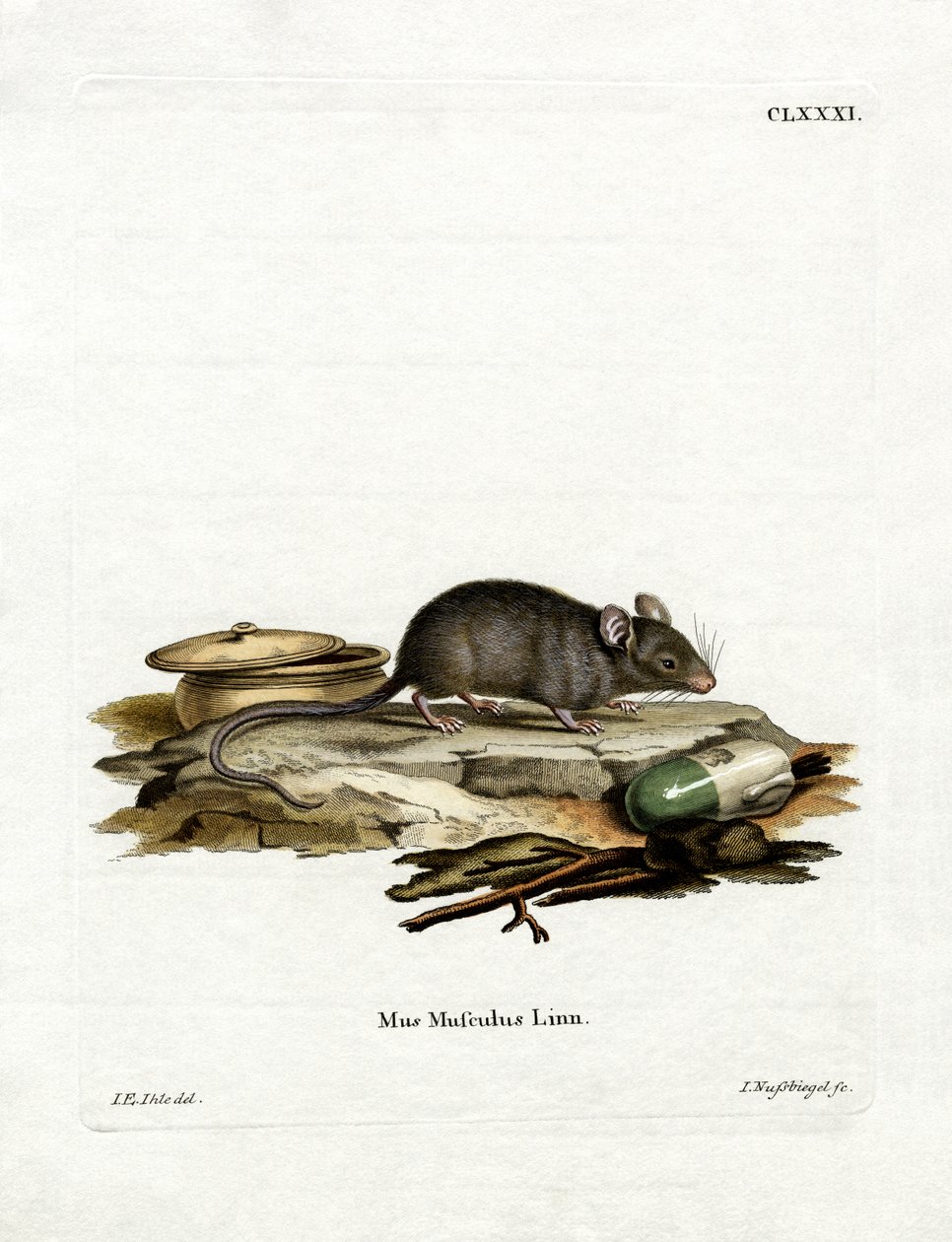 Hausmaus von German School