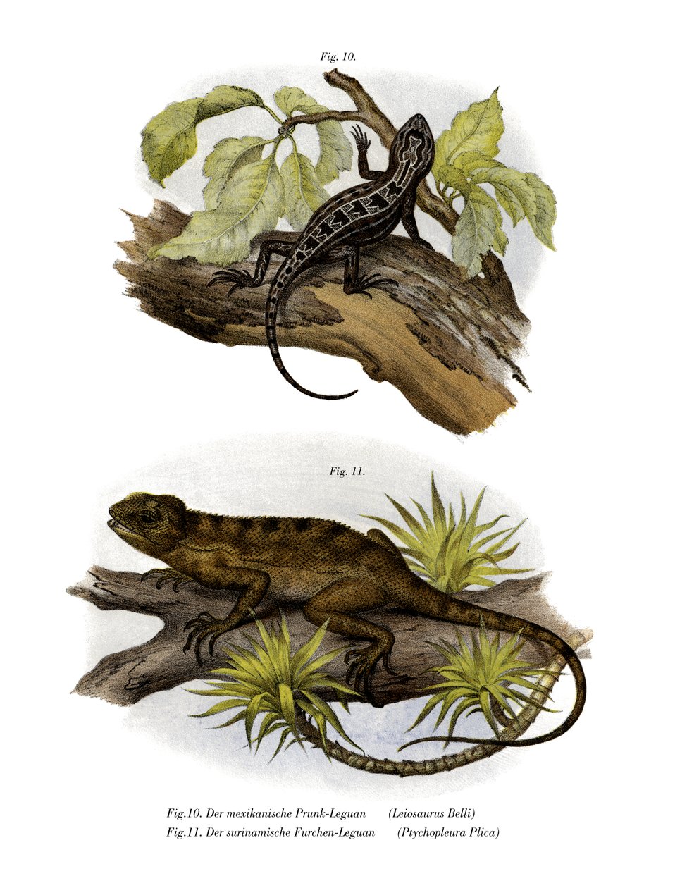 Leguan von German School