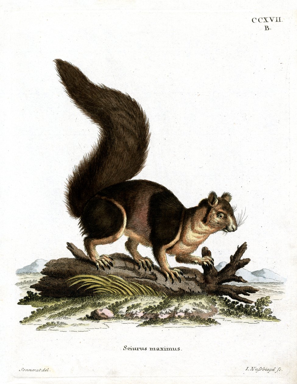 Indisches Riesenhörnchen von German School