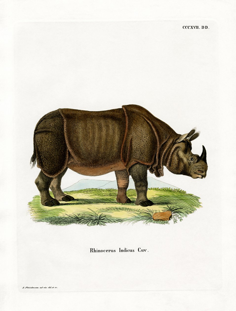 Indisches Nashorn von German School