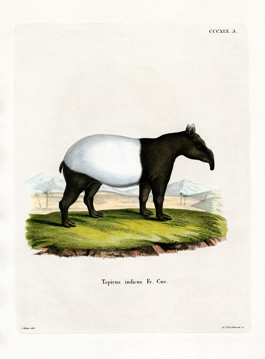 Indischer Tapir von German School