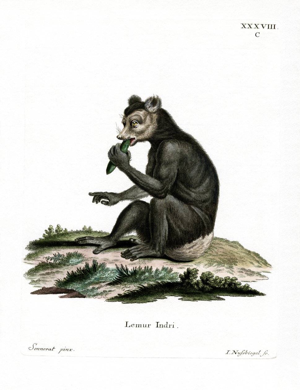 Indri von German School