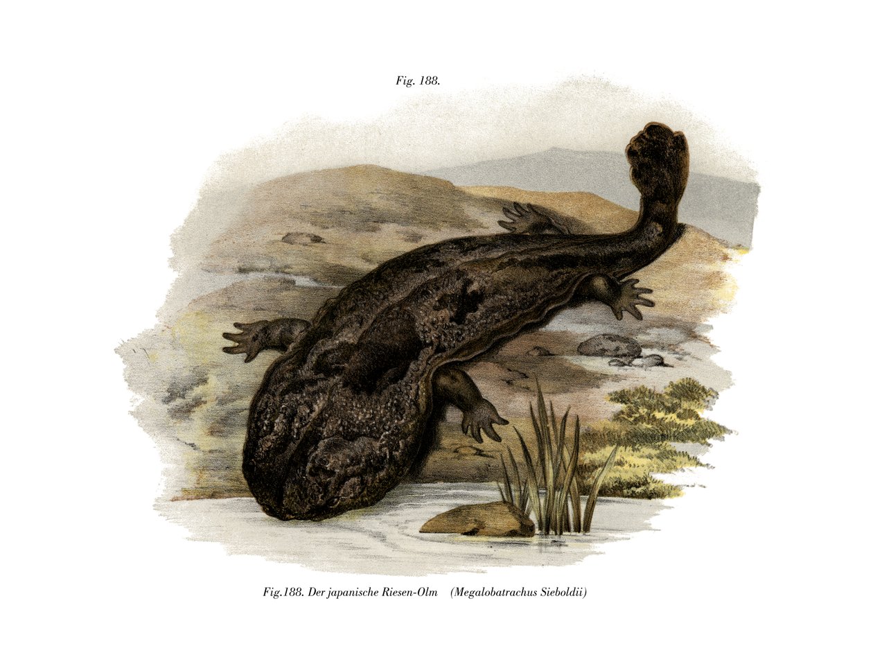 Japanischer Riesensalamander von German School