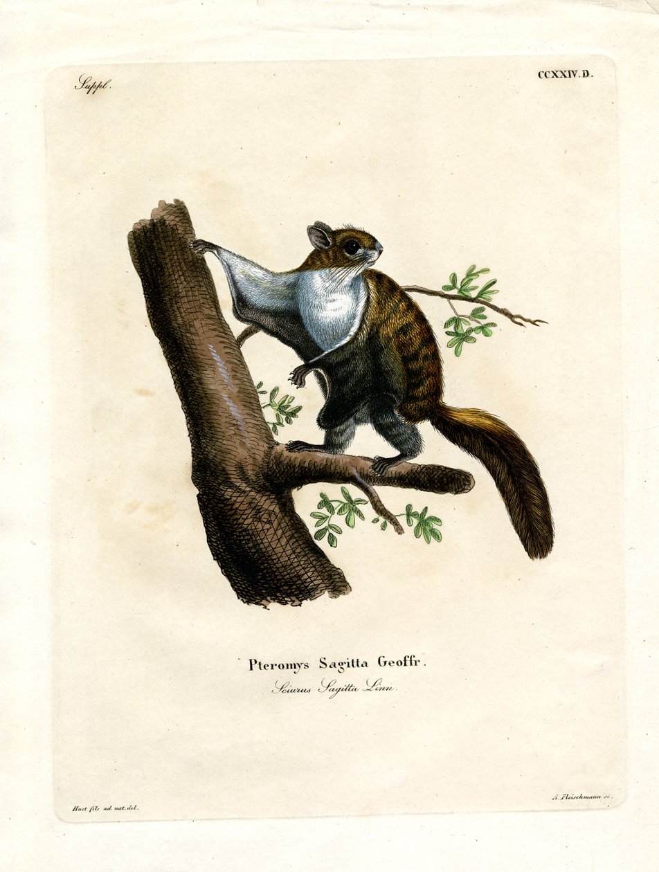 Javanisches Flughörnchen von German School