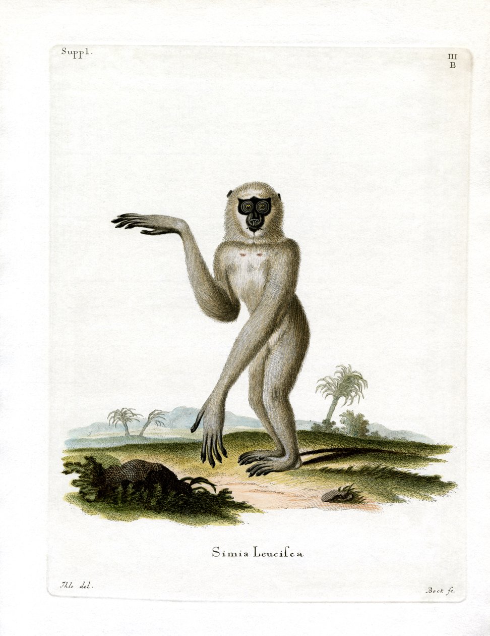 Javanischer Silberner Gibbon von German School