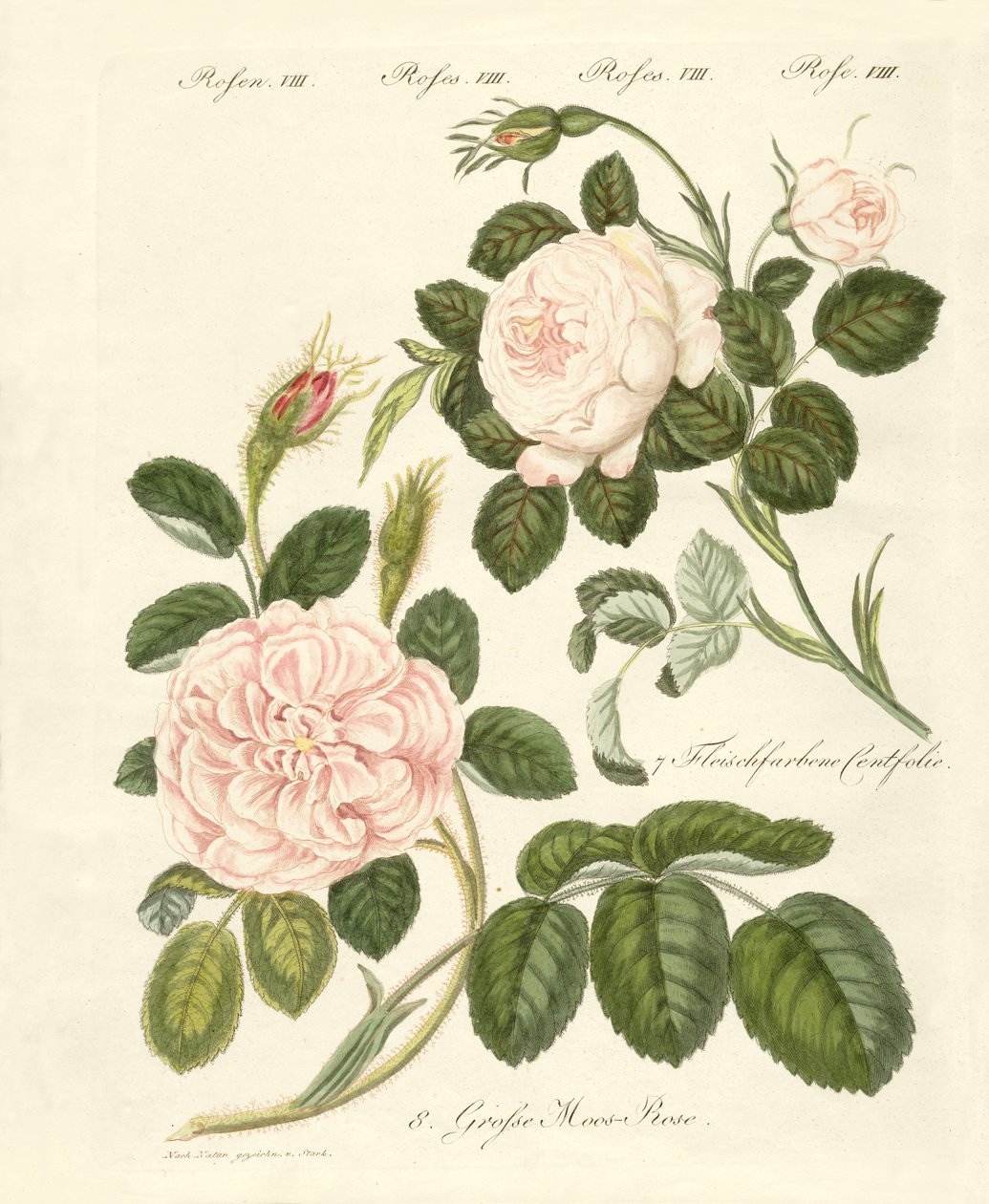 Rosenarten von German School