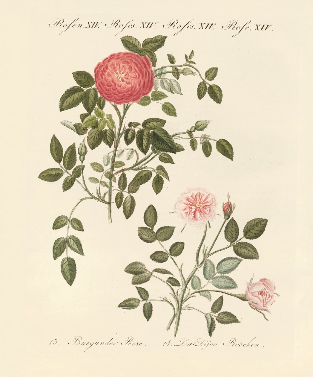 Arten von Rosen von German School