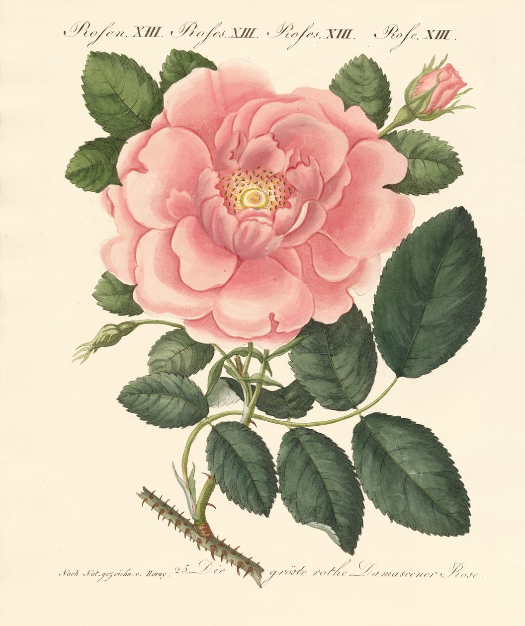 Arten von Rosen von German School