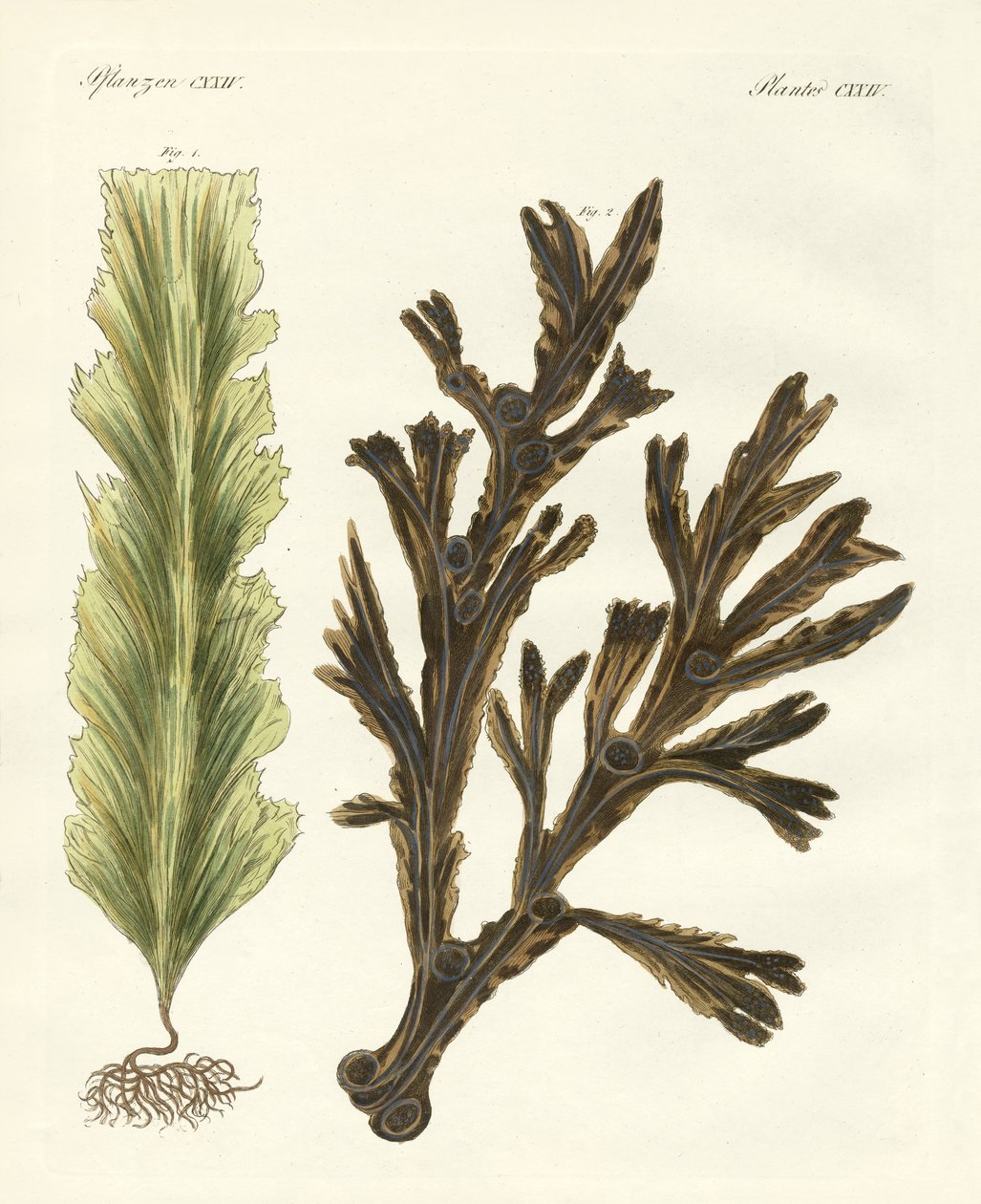Arten von Seetang (kolorierte Gravur) von German School