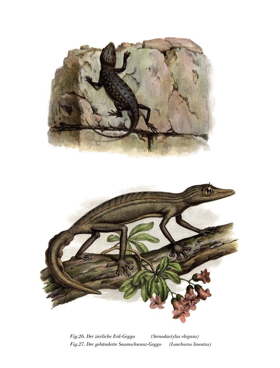 Lichtensteins Kurzfingergecko von German School
