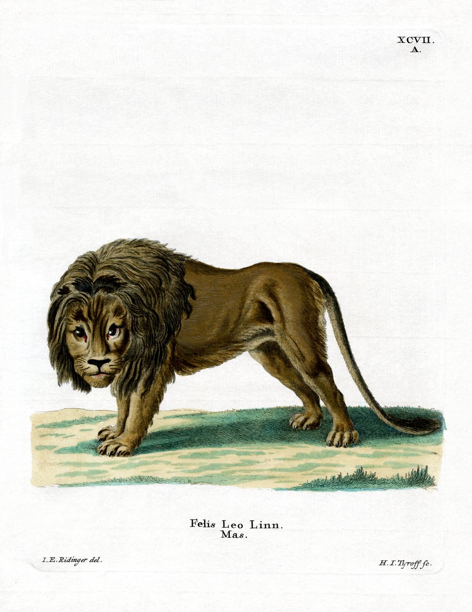 Löwe von German School