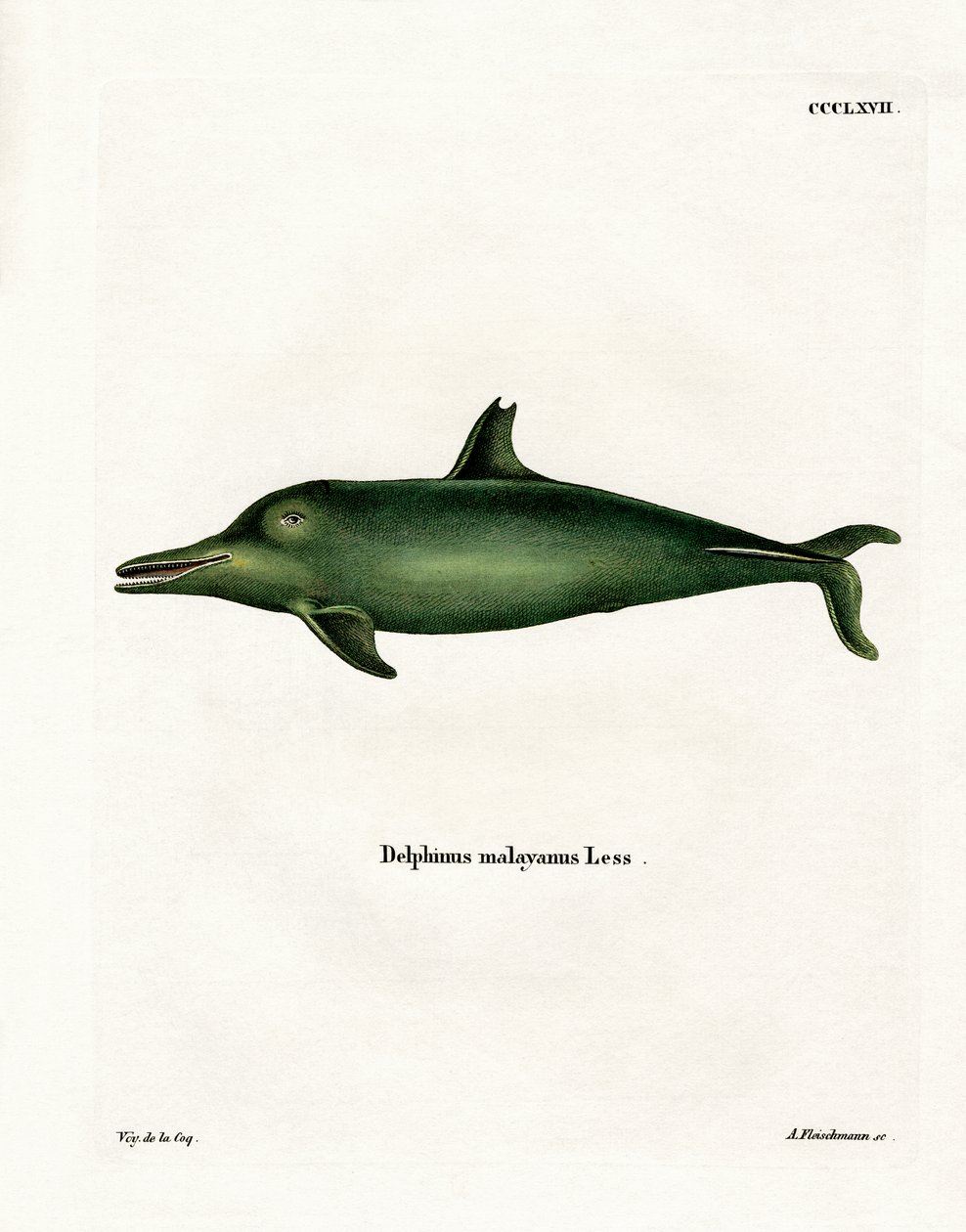 Malaiischer Delfin von German School