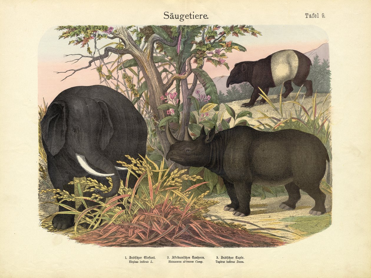 Säugetiere, um 1860 von German School