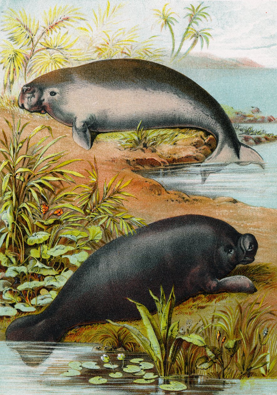 Seekuh und Dugong, ca. 1880 von German School