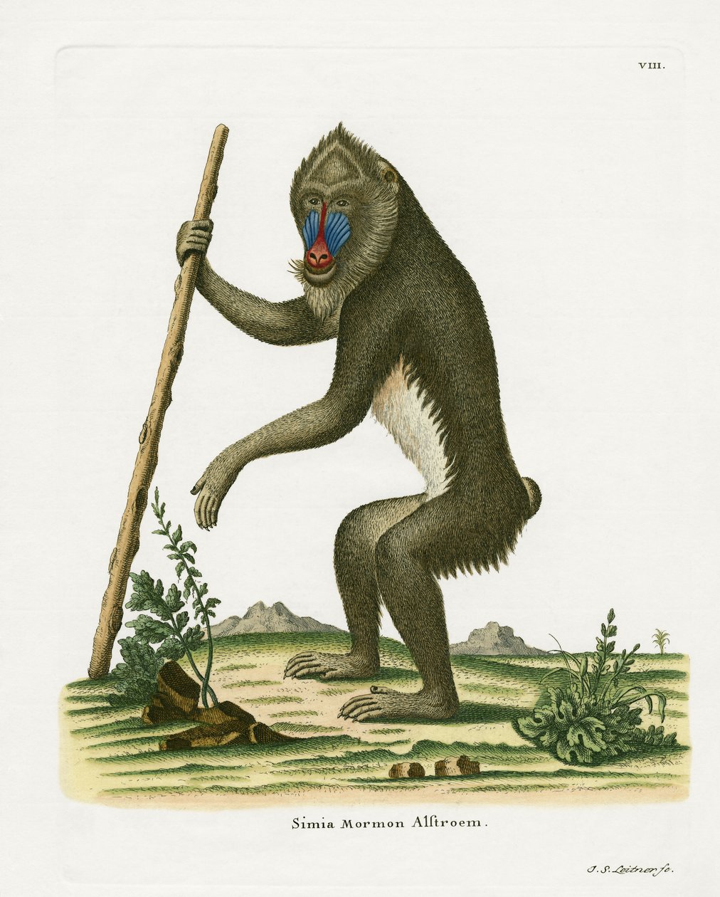 Mandrill von German School
