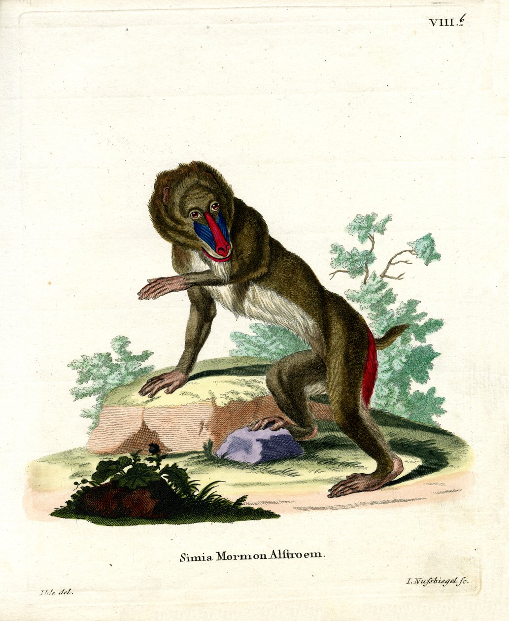 Mandrill von German School