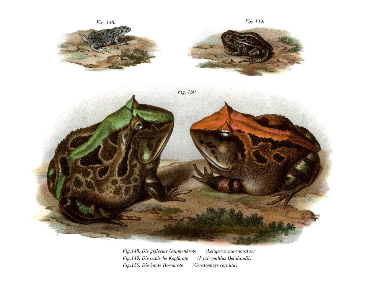 Marmorierter Vieraugenfrosch von German School