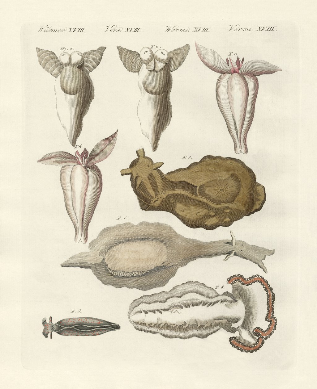 Weichtiere von German School