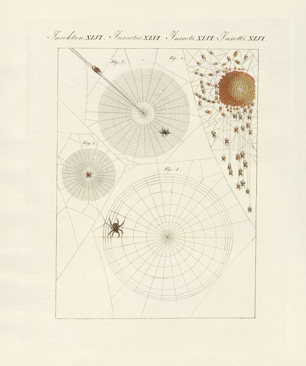 Naturgeschichte der Spinne von German School
