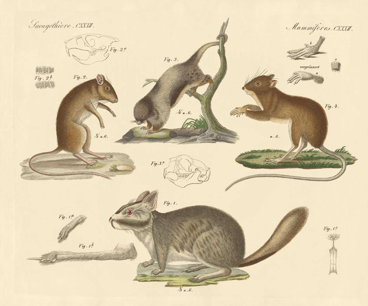 Neue Nagetiere von German School