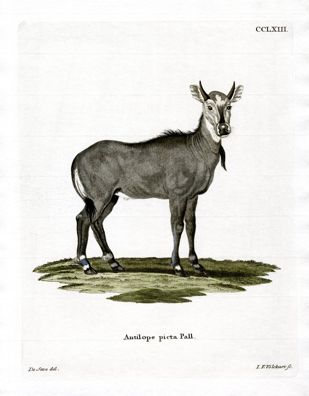 Nilgauantilope von German School