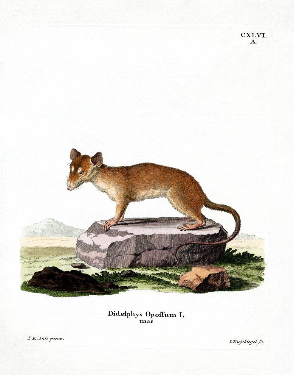 Nordamerikanisches Opossum von German School