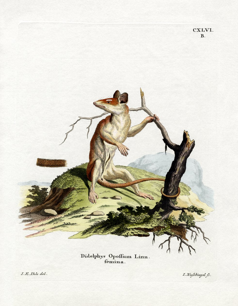 Nordamerikanisches Opossum von German School