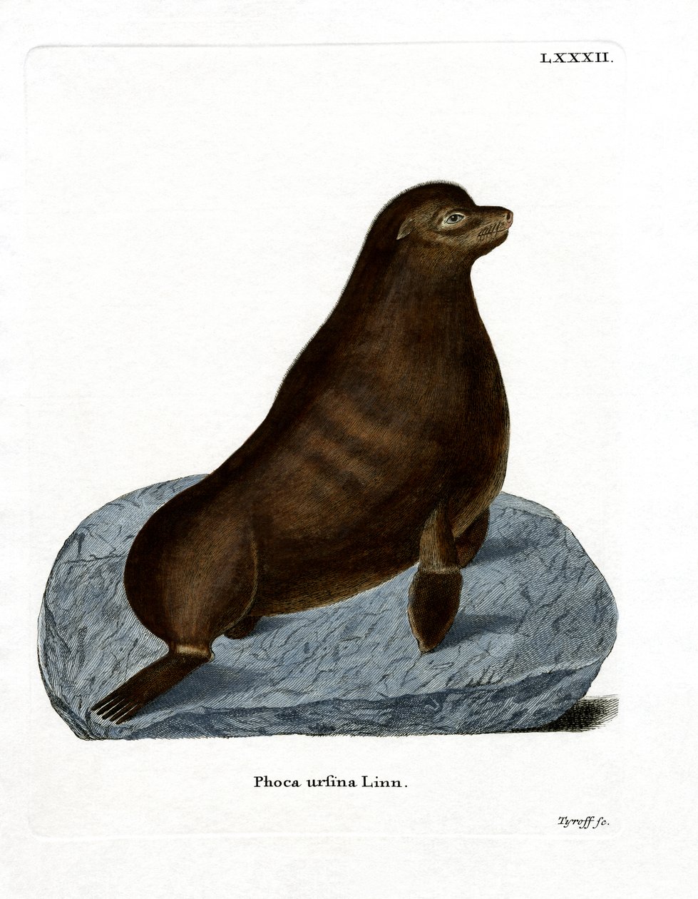 Nördlicher Seebär von German School