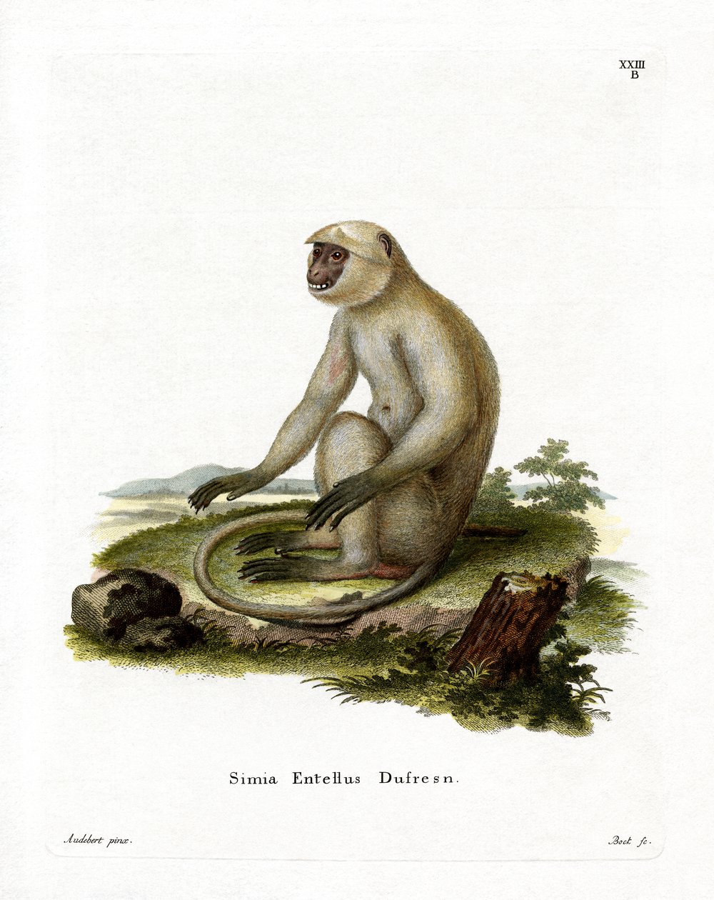 Nördlicher Flachland-Grauer Langur von German School