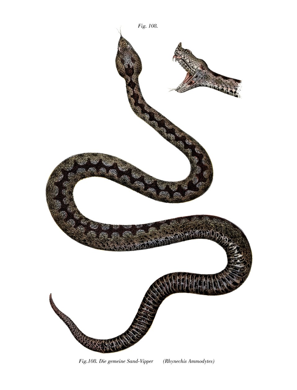 Nasenhornviper von German School