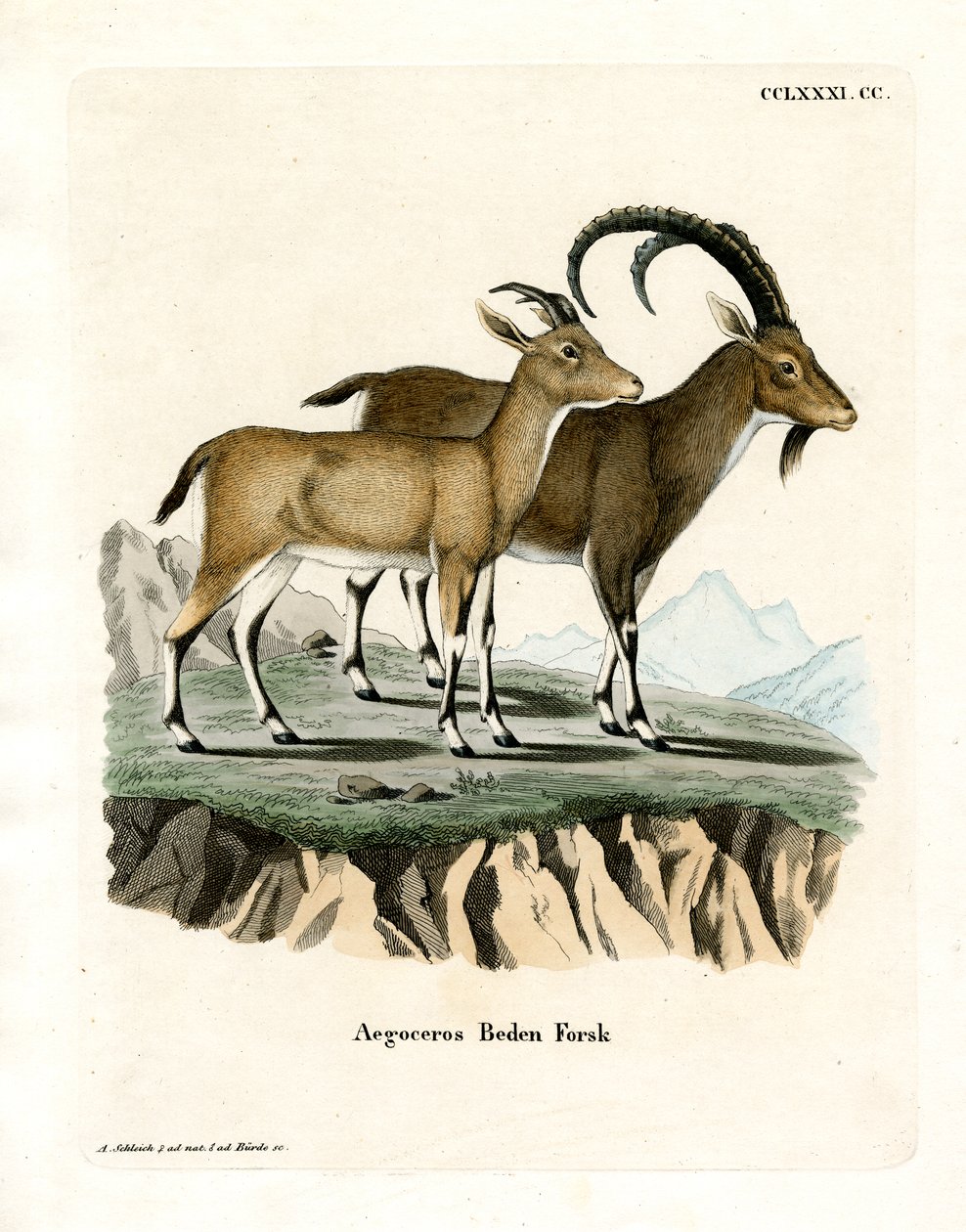 Nubischer Steinbock von German School