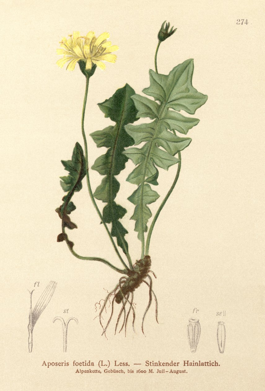 Stinkender Lattich von German School