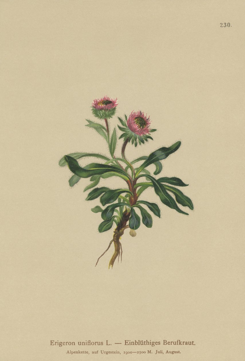Einblütiges Berufkraut (Erigeron uniflorus) von German School