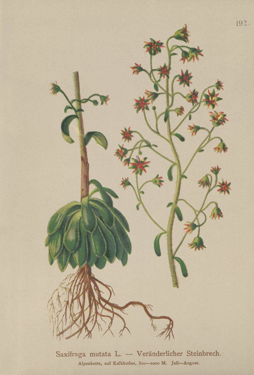 Oranger Steinbrech von German School