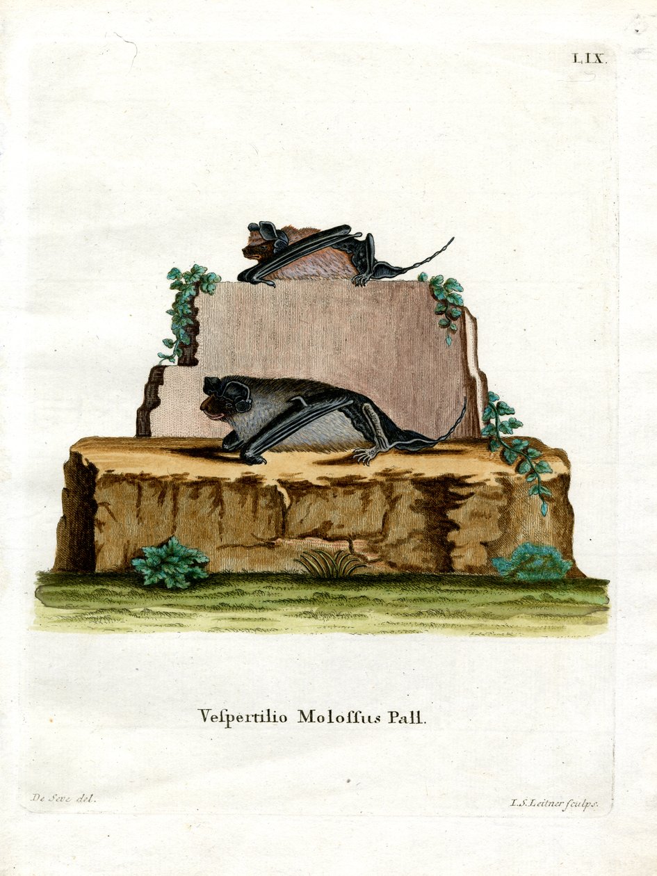 Pallas-Fledermaus von German School