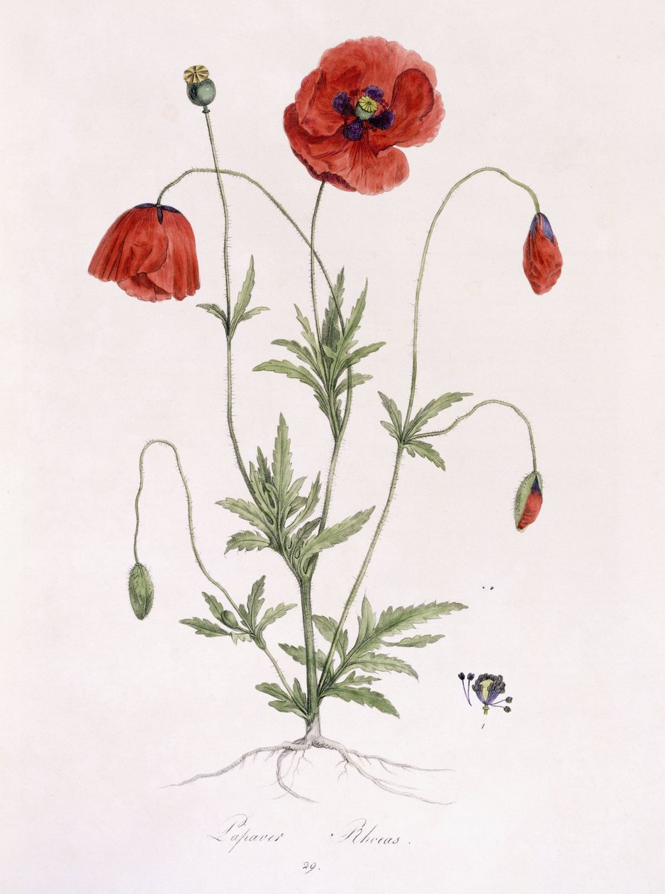 Papaver Rhoeas von German School
