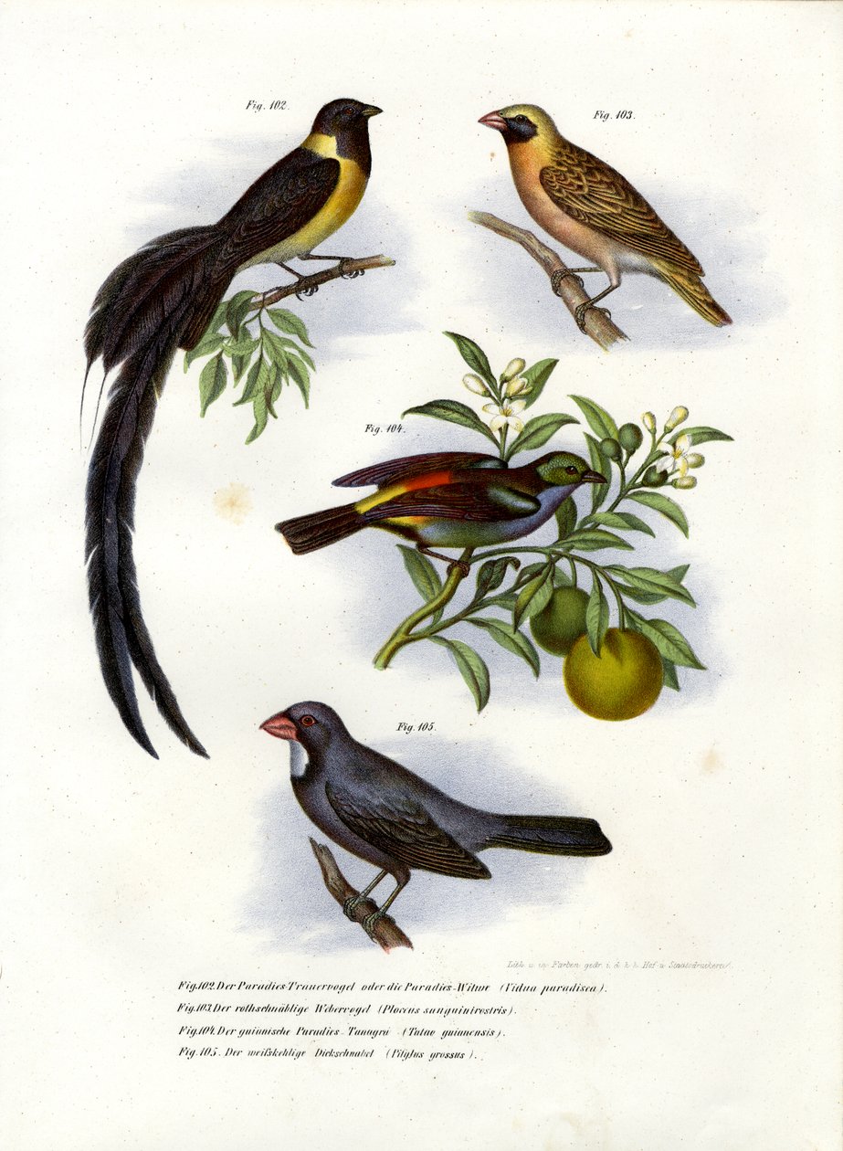 Paradieswitwe, 1864 von German School